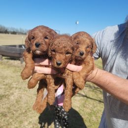 Goldendoodle Puppies from Teddy Doods