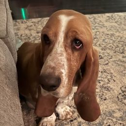 Basset Hounds from Puckett Pups