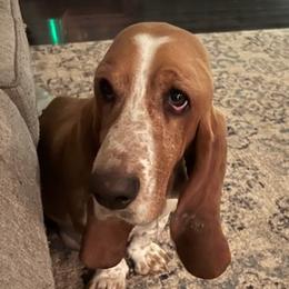 Basset Hounds from Puckett Pups