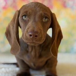 Macchiatto - Chocolate male Dachshund puppy in Pflugerville, Texas from Dream A Dream Dachshunds