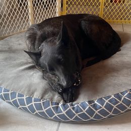 Maxx - Dutch Shepherd