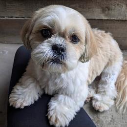 Twinkle - Shih Tzu