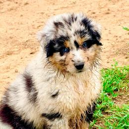 Knox - Blue merle male Australian Shepherd puppy in Mineral Wells, Texas from A6 Australian Shepards