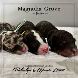 Aussiedoodle puppies from Magnolia Grove Doodles