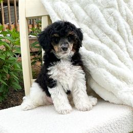 Blank Space - Phantom female Goldendoodle puppy in Springfield, Ohio from D&D Doodles