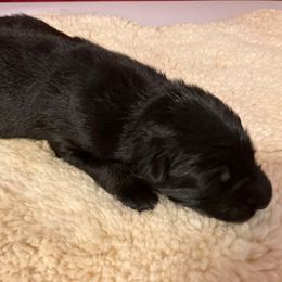 Scorpio - Black male German Shepherd puppy in Walla Walla, Washington from Silver Knight Shepherds