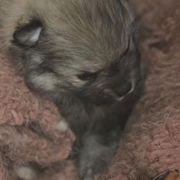 Beverly - Cream sable female Pomeranian puppy in El Centro, California from BabyBooPoms