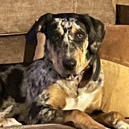 Catahoula Leopard Dogs from Gunslinger Catahoulas