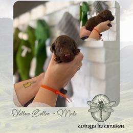 Wings in Amber - Yellow Collar - Chocolate male Goldendoodle puppy in Garland, Texas from Twilight Doodles