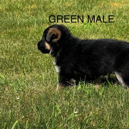German Shepherd Puppies from Von Reams Kennels