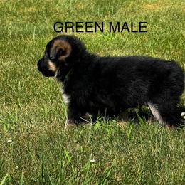 German Shepherd Puppies from Von Reams Kennels