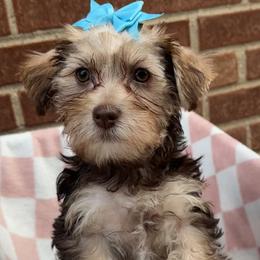 Blossom Yorkie mix - Chocolate and tan female Yorkshire Terrier puppy in Redford Township, Michigan from Sweet and Sassy Pups