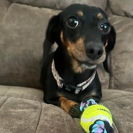 Hazel - Dachshund