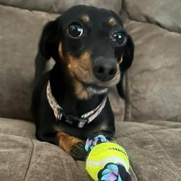 Hazel - Dachshund