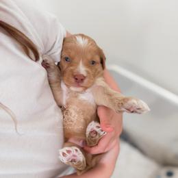 Puppy 2 - Golden male Cockapoo puppy in Savannah, Georgia from Vino and Vespa Doodles
