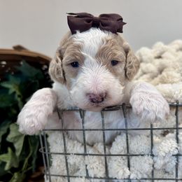 Glory - Parti female Goldendoodle puppy in Wyandotte, Oklahoma from Goldendoodles of NE OK