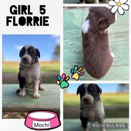 Florrie - Red tri female Miniature Australian Shepherd puppy in Tipton, Indiana from Big Maple Farm
