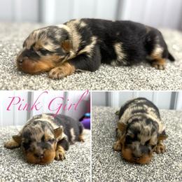 Pink girl - Harlequin female Beauceron puppy in Floyd’s Knobs, Indiana from Birdwing Beaucerons