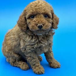 Goldendoodle, Shorkie, and Yorkshire Terrier Puppies from Jenny La Bone