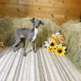 Ava's Male 1 - Blue male Italian Greyhound puppy in Sparta Tn And Caryville Fl, Tennessee from Summerwind Kennel