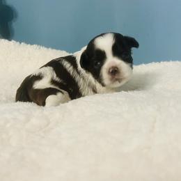 Ivy - Sable and white female Shih Tzu puppy in Hawthorne, Florida from Simply Southern Shihtzus