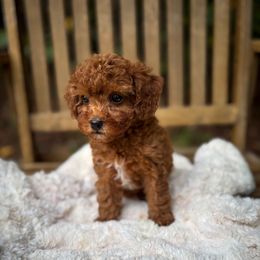 Flare - Red female Cavapoo puppy in Easley, South Carolina from Cutiepie Cavapoos