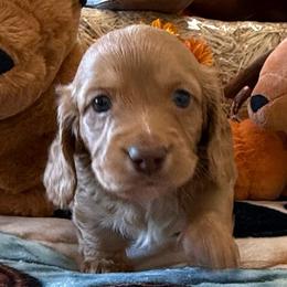 Eeyore - Cream male Dachshund puppy in Homedale, Idaho from Jeff & Joette