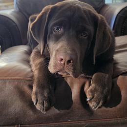 Labrador Retriever puppies from Dolce Amore Labradors