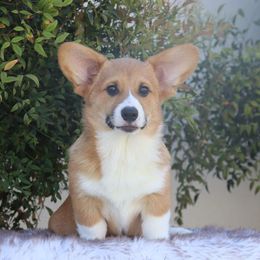 Very Sweet Red Boy - Red Pembroke Welsh Corgi puppy in Tehachapi, California from Three Heart's Pembroke Welsh Corgis