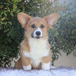 Very Sweet Red Boy - Red Pembroke Welsh Corgi puppy in Tehachapi, California from Three Heart's Pembroke Welsh Corgis