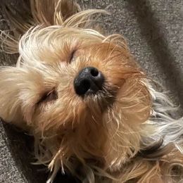 Yorkshire Terriers from Kei’s Yorkies
