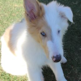 Mr. Wizard - White male Collie puppy in Mesa, Arizona from Sperling's Rough Collies