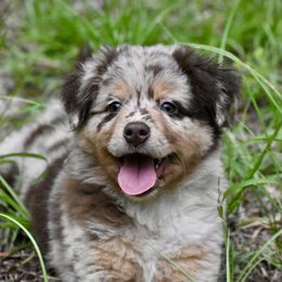 Miniature American Shepherd and Miniature Australian Shepherd Puppies from MarvelMAS Miniature American Shepherds