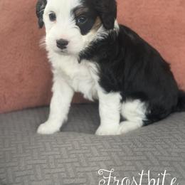 Frostbite - Tri-color male Bernedoodle puppy in Henry, Illinois from Rowe Farms Doodles