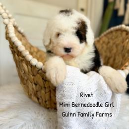 Rivet - Tri-color female Bernedoodle puppy in Grove, Oklahoma from Guinn Family Farms