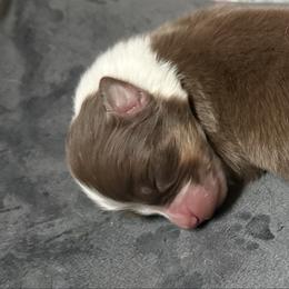 Red to boy 3 - Red tri-color male Australian Shepherd puppy in Saint Augustine, Florida from NorthBeach Aussies