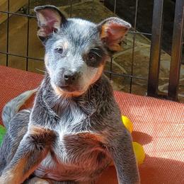 Eye patch - Blue male Australian Cattle Dog puppy in Lenoir, North Carolina from Blue Coyote Ranch
