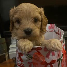 Ollie - Apricot male Cavapoo puppy in Maple Falls, Washington from Daisy’s Cuddly Cavapoo