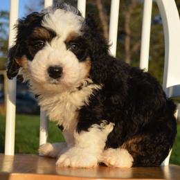 Zonk - Tri-color male Bernedoodle puppy in Clarinda, Iowa from Root and Branch Bernedoodles