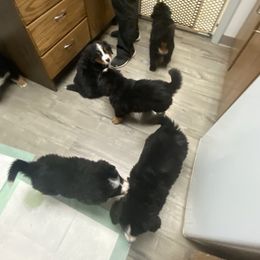 Bernese Mountain Dog Puppies from A little bit of heaven
