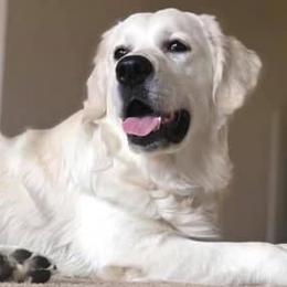 Goldendoodles and Golden Retrievers from Clark’s Family Goldens