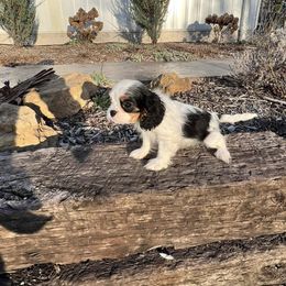 Cavalier King Charles Spaniel Puppies from Blueberry Hill Cavaliers