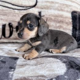 Bentley - Dapple male Dachshund puppy in Lake City, Florida from KNG FARMS