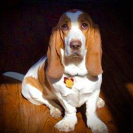 Basset Hounds and English Springer Spaniels from K&S Canines
