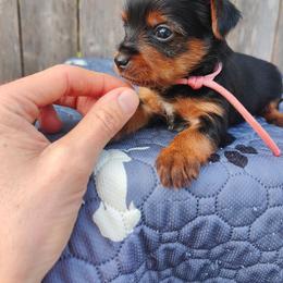 Miss. Pink - Black and tan female Yorkshire Terrier puppy in Woodway, Texas from The Yorkie Empire