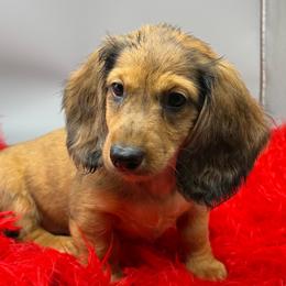 One - Dapple male Dachshund puppy in Salyersville, Kentucky from Lavendell Dachshunds
