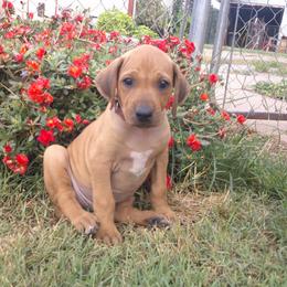 Brown - Rd whtn blk nose male Rhodesian Ridgeback puppy in Carney, Oklahoma from River Run Parson Russell terriers & River Run Ridgebacks