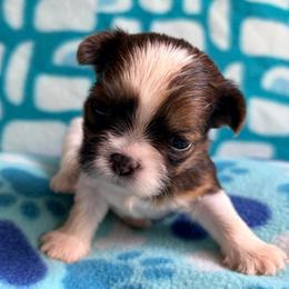 Will - Gold and white male Shih Tzu puppy in Hemet, California from Aloha Shih Tzu