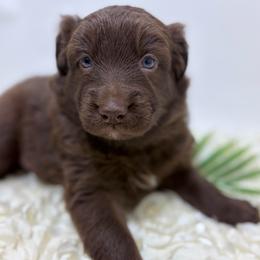 Promise - Yellow Collar - Red tri-color female Australian Shepherd puppy in San Marcos, California from Faith Family Freedom Farm