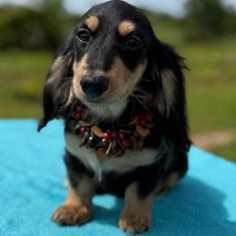 April - Black and cream female Dachshund puppy in Lincoln, Arkansas from Red Dirt Dachshunds
